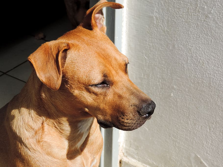 dog, pet, canine, animal, mammal, hound, labrador retriever, HD wallpaper
