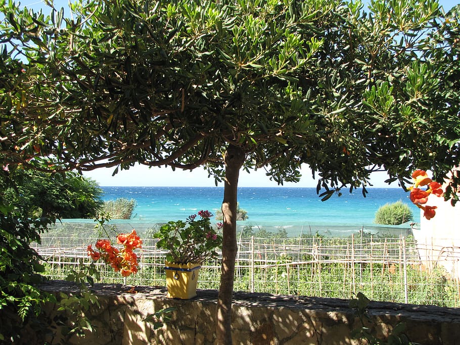 greece, zakynthos, plant, tree, water, sea, growth, nature HD wallpaper