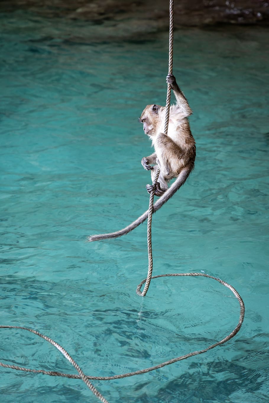 monkey hanging on rope, one animal, water, mammal, day, nature HD wallpaper