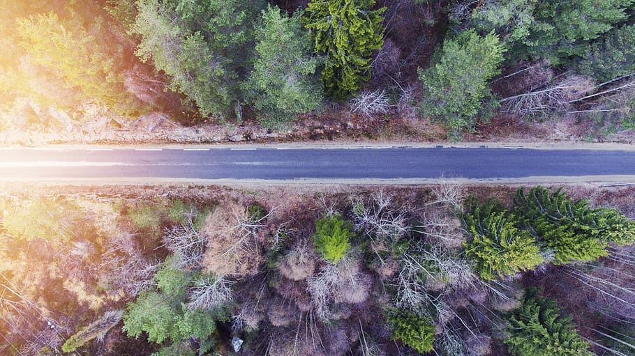 norge, lunde, trees, road, forest, sun, plant, beauty in nature HD wallpaper