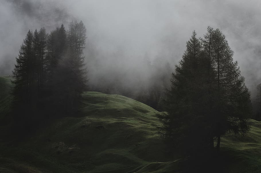 Low-light Photo of Mountain With Pine Trees Covered With Fogs HD wallpaper