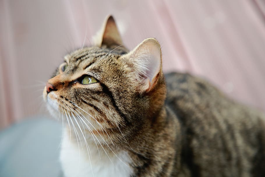 tabby cat looking upward, animal, mammal, abyssinian, pet, manx HD wallpaper