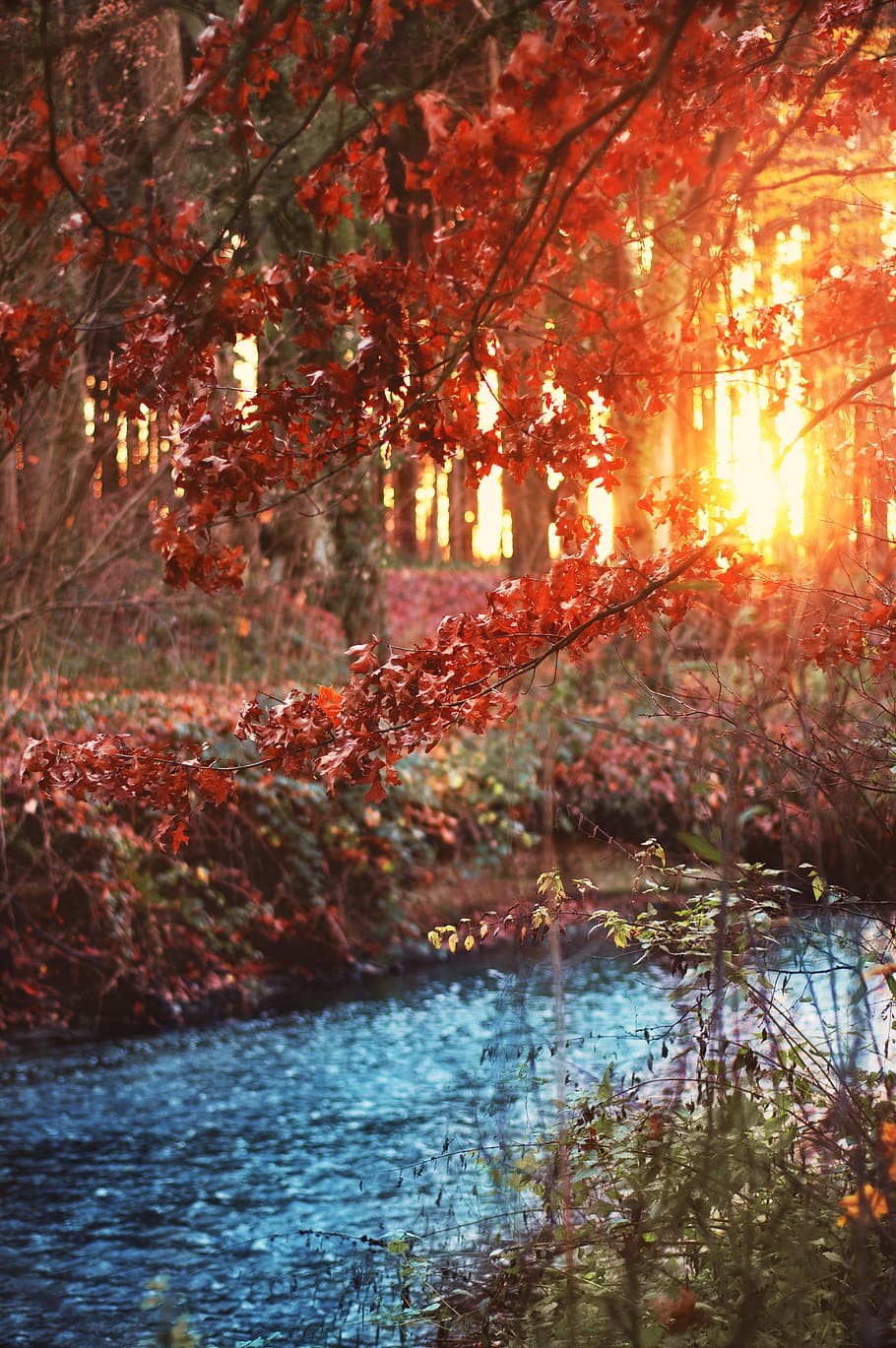 bach, forest, trees, landscape, sunset, shrubs, waters, creek HD wallpaper