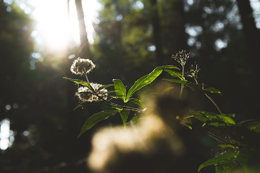 plant, sun, sun rays, green, outdoors, scenery, forest, bokeh HD wallpaper