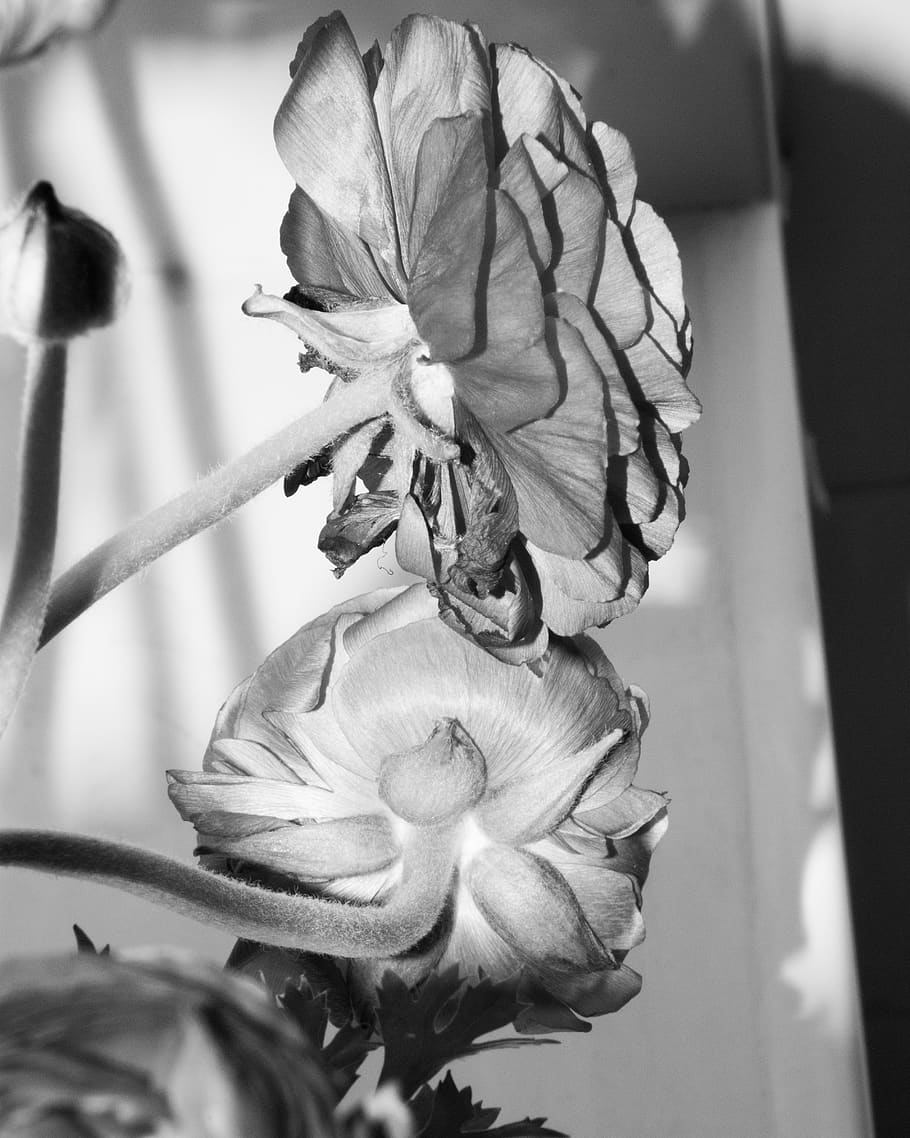 ranunculus, flower, stem, black, white, elegant, flowering plant HD wallpaper