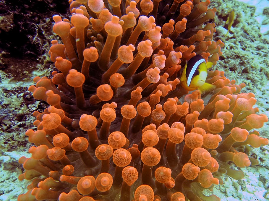 Coral Reef Under Water, animal, aquatic, fish, indonesia, marine HD wallpaper