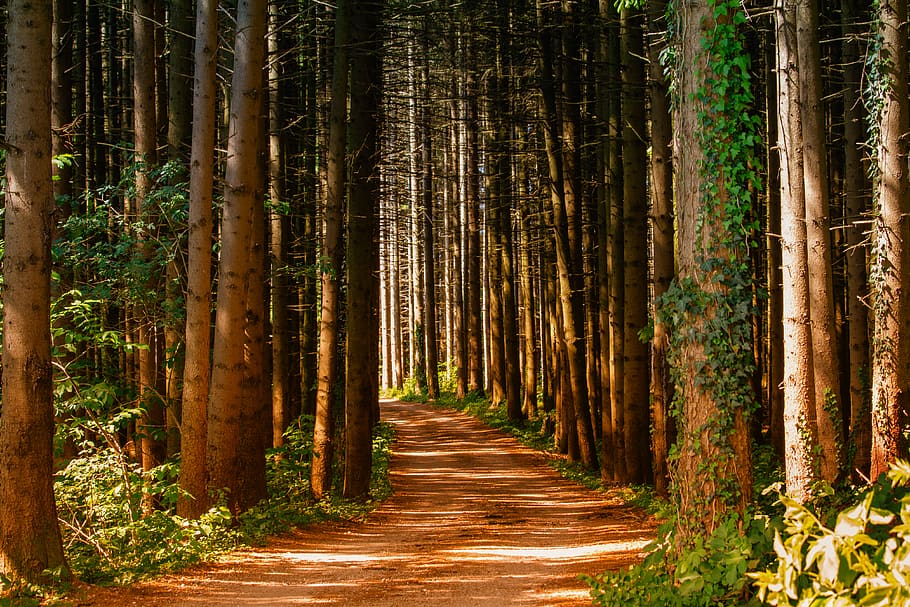Pathway in Between Trees at Daytime, forest, forest path, light HD wallpaper