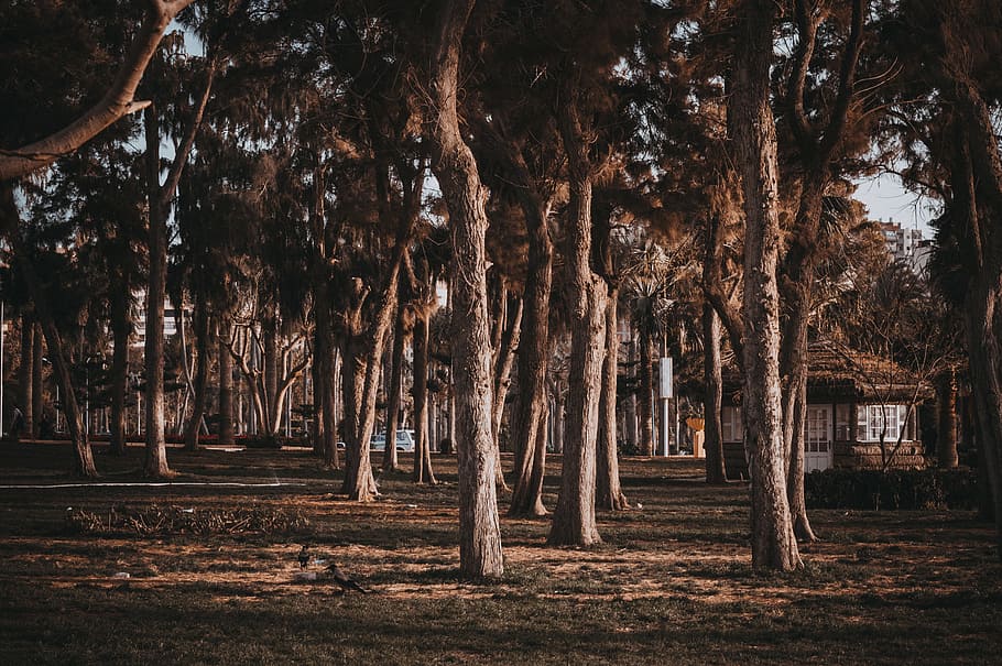 Gazebo Near Trees, branch, dark, dawn, environment, fall, forest HD wallpaper