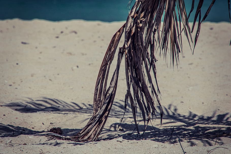 sand, outdoors, nature, ground, tree, sea, water, beach, palm tree HD wallpaper
