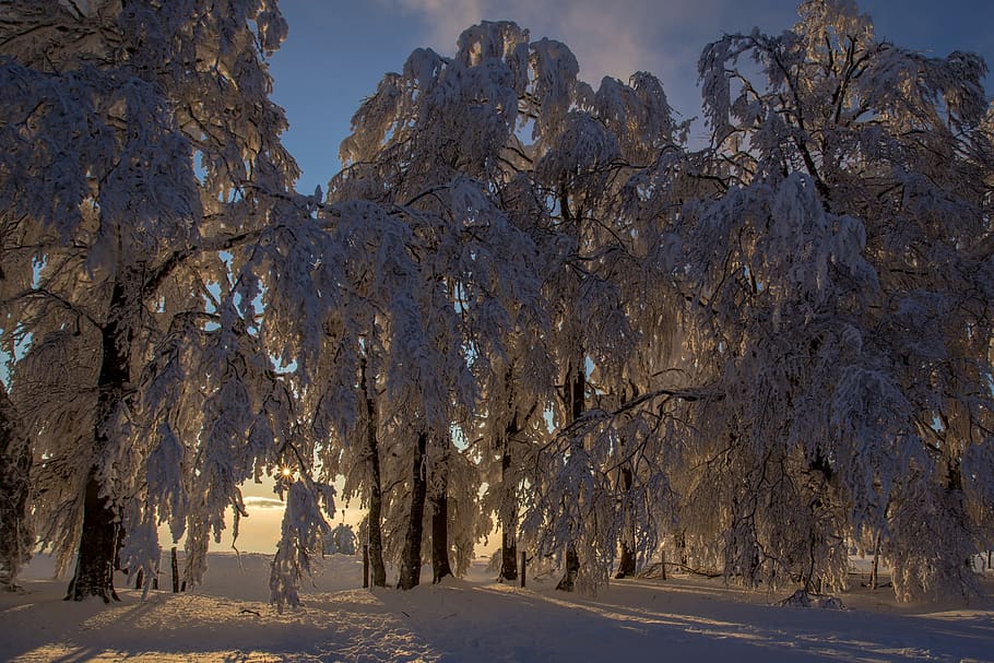 winter, snow, sonnenstern, wintry, cold, white, light, branches HD wallpaper