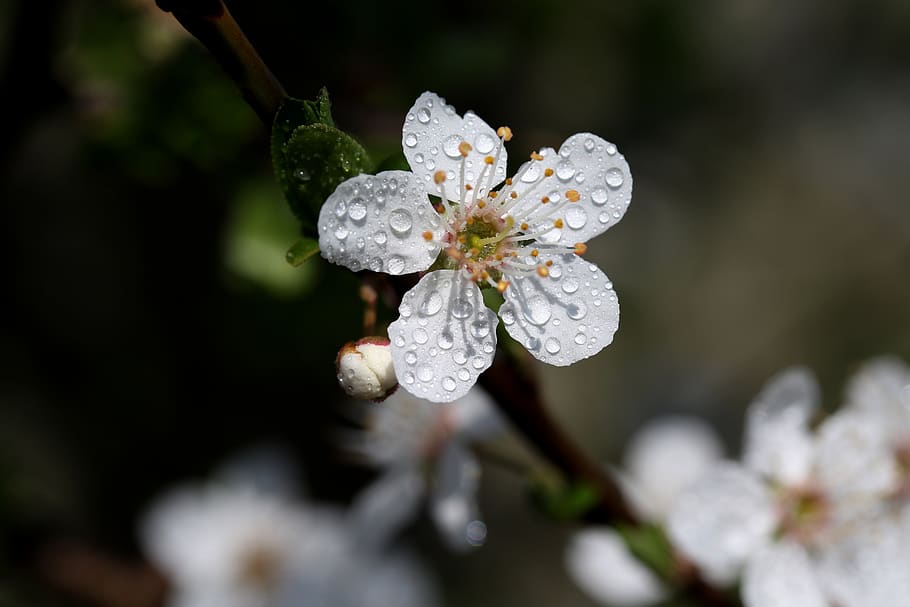 flower, white, casey, tree, spring, nature, nice, plant, flowering plant HD wallpaper