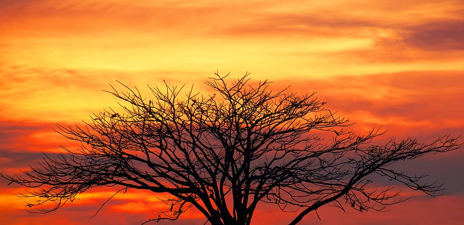 nature, sunset, tree, evening, panorama, colors, dusk, landscape HD wallpaper
