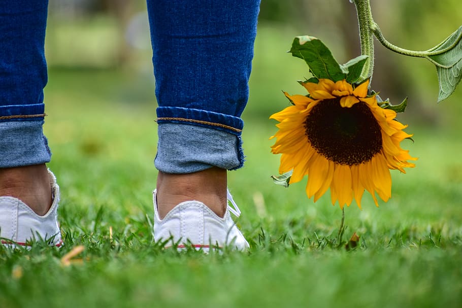 sunflower, plain, landscape, grass, nature, plant, flowering plant HD wallpaper