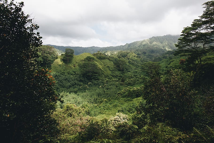 hawaii, island, forest, trees, green, plant, beauty in nature HD wallpaper