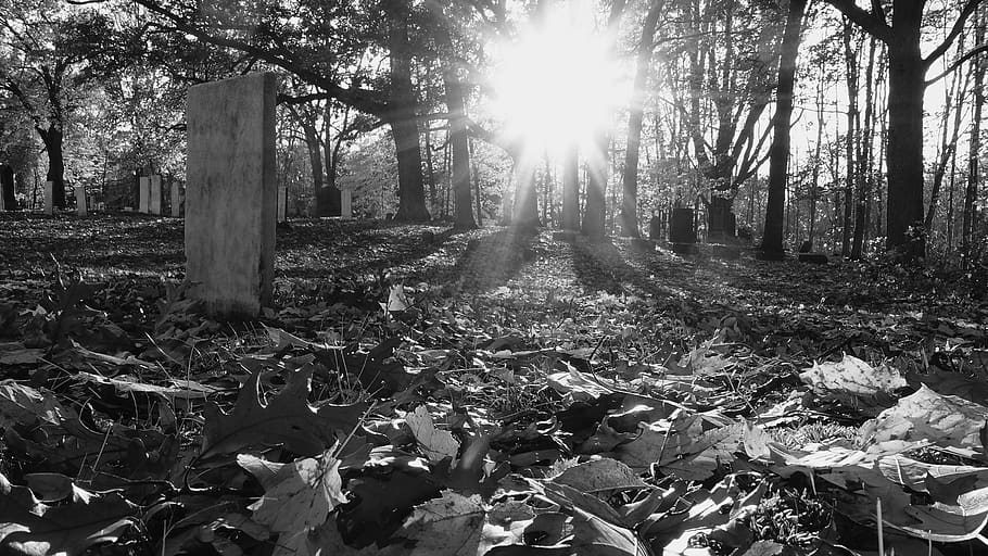 black and white, graveyard, fall, autumn, sunshine, tombstone, HD wallpaper