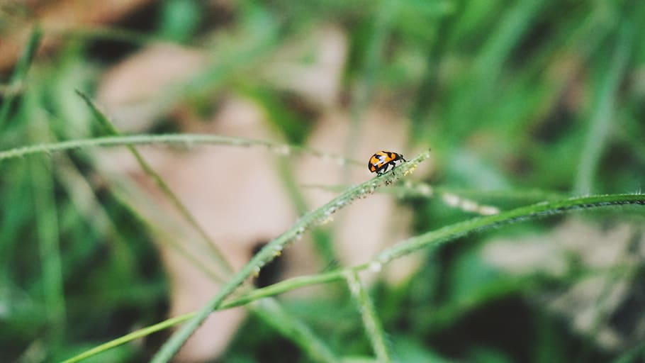 petite, nature, ladybug, small, spring, garden, atmosphere HD wallpaper