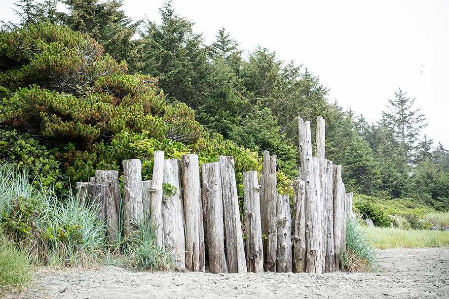tree stump, plant, sand, seashore, west coast, ocean, vancouver island HD wallpaper