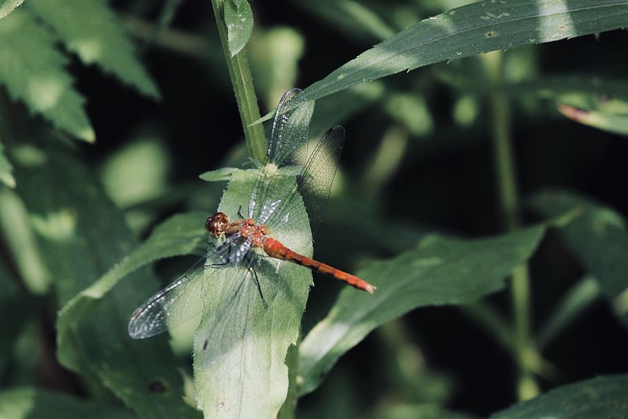 bug, nature, wings, close up, dragon fly, dragonfly, bugs, insect HD wallpaper