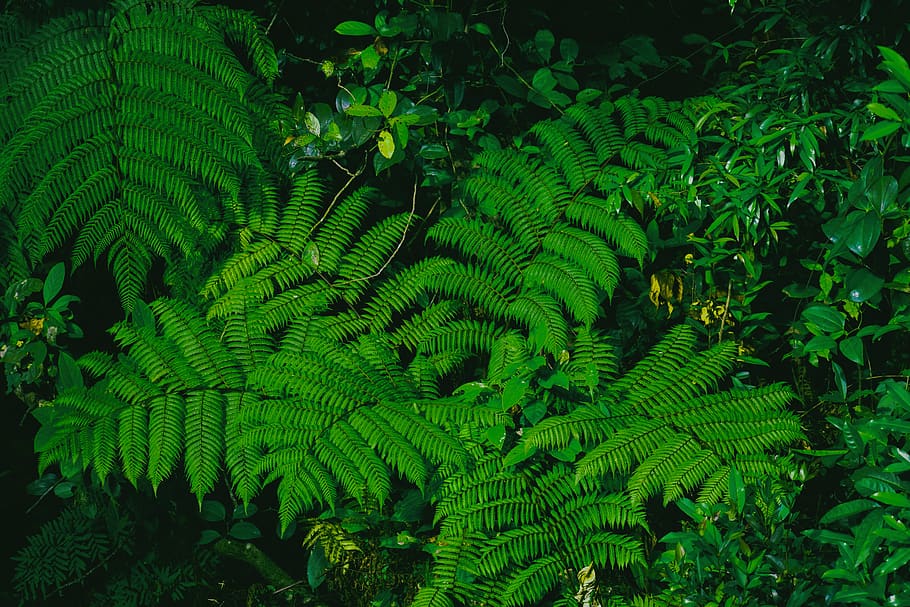 india, kumaralli, pushpagiri, trees, green leaves, forest, green color HD wallpaper