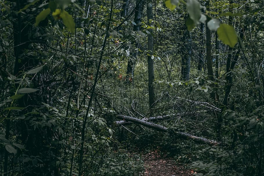 Green Forest Trees, branches, environment, grass, growth, landscape HD wallpaper