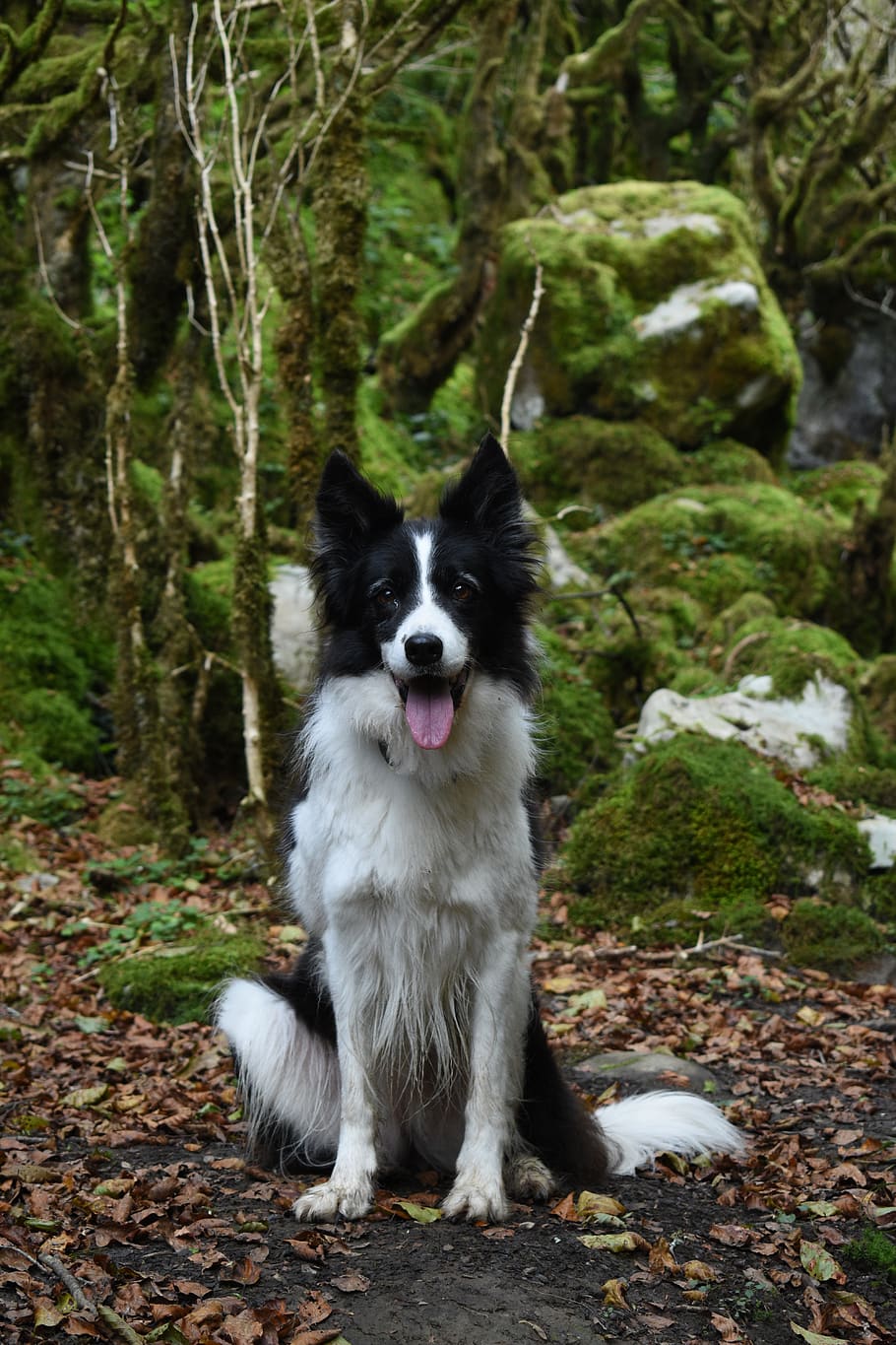 dogs, animals, pets, cute, border collie, one animal, canine HD wallpaper