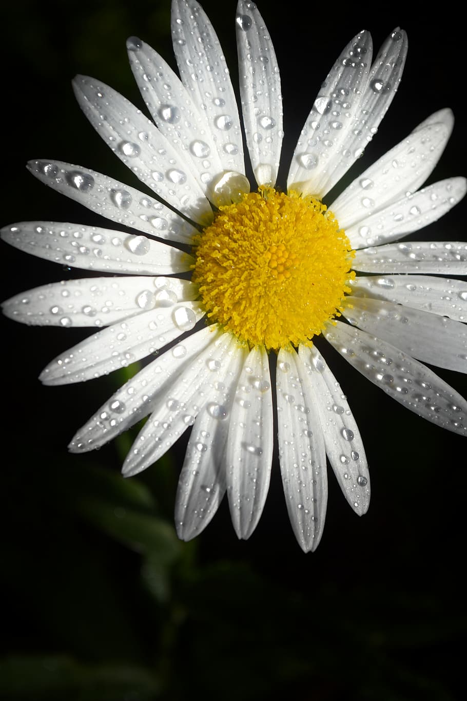 Daisy Flower, bloom, blossom, close-up, dew, dewdrops, flora HD wallpaper