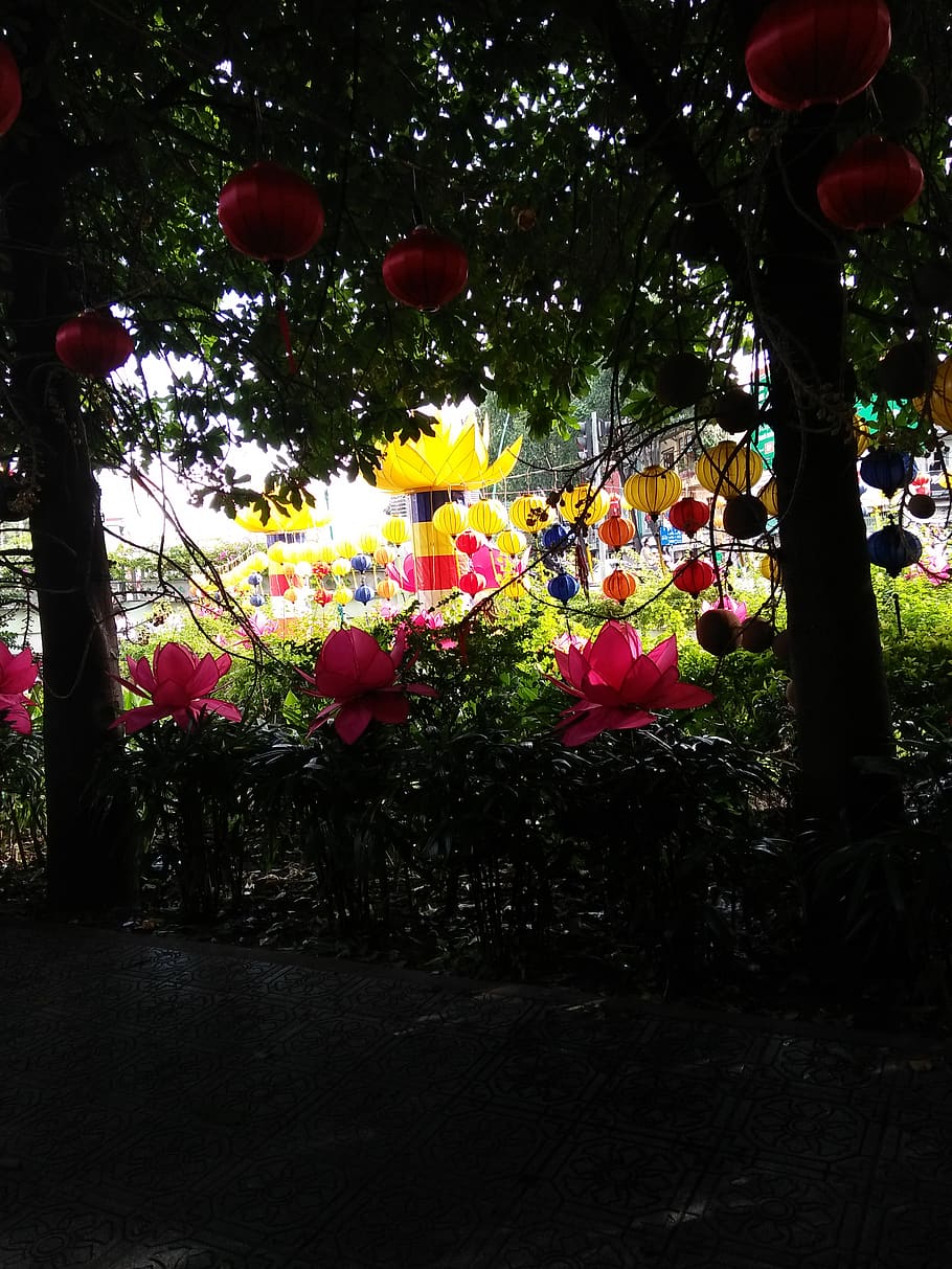 vietnam, tree, plant, decoration, nature, no people, hanging HD wallpaper