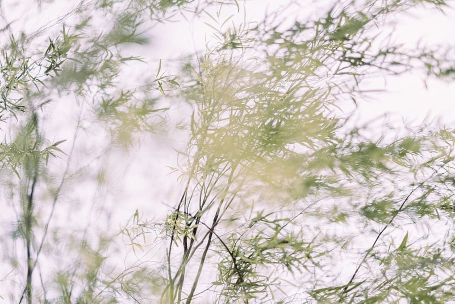 trees, leaf, branch, wallpaper, breez, plant, no people, nature HD wallpaper