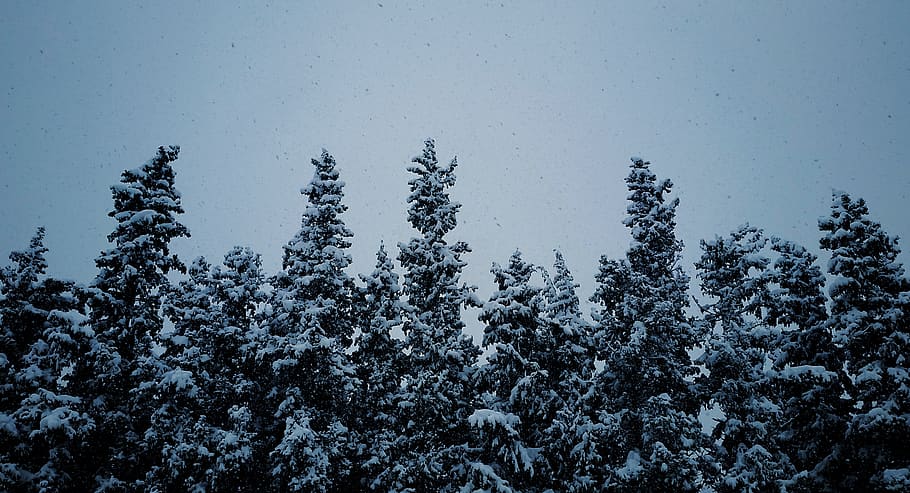 winter, cold, trees, sky, blue, cold temperature, snow, plant HD wallpaper