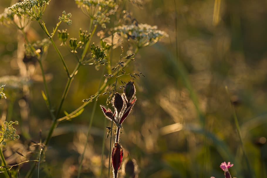 summer, micro, rimlight, highlight, backlight, flower, plants HD wallpaper