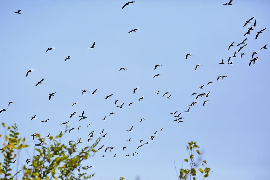 bird, animal, sky, fly, nature, flying, wing, wings, mountains HD wallpaper