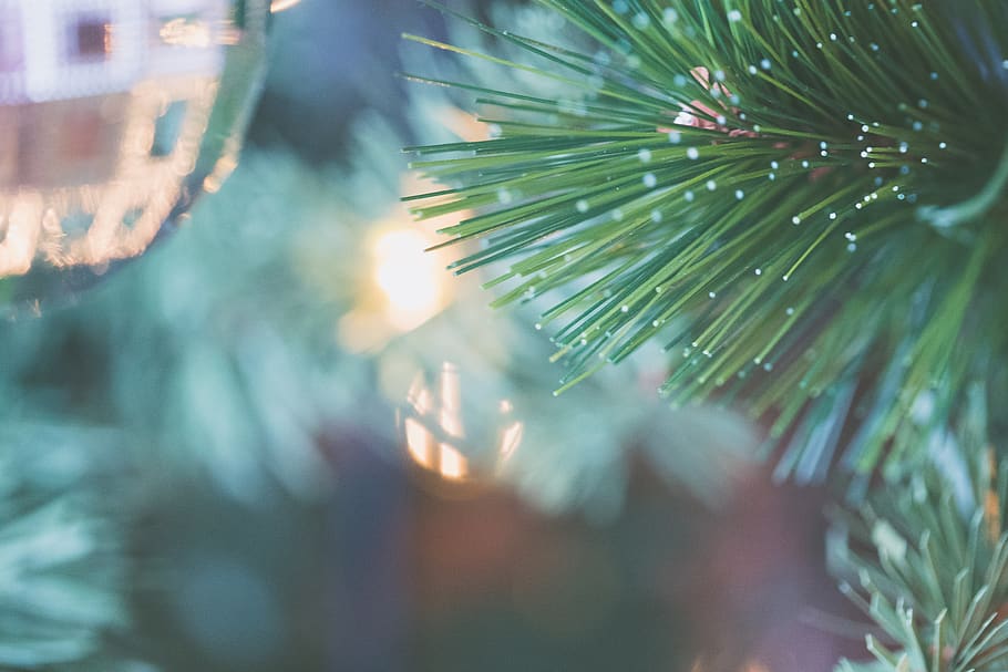 Close-up Photography Of Green Leaf, branch, conifer, macro, tree HD wallpaper
