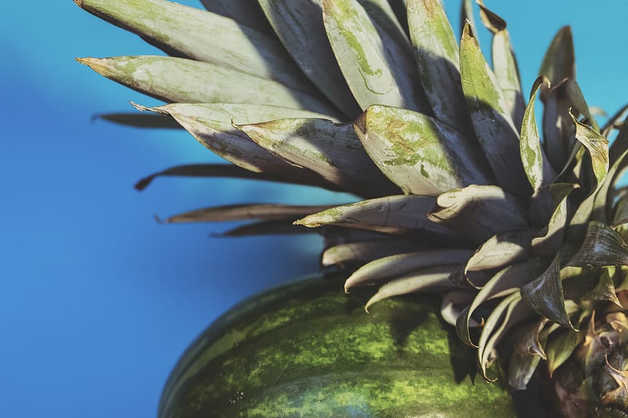 watermelon, pineapple, ananas, fruit, fresh, healthy, wellness HD wallpaper