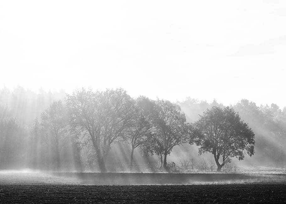 sun shining over trees, nature, weather, outdoors, fog, mist HD wallpaper