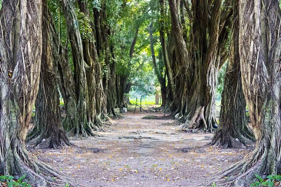 landscape, green, tree, tunnel, nature, forest, prado, summer HD wallpaper