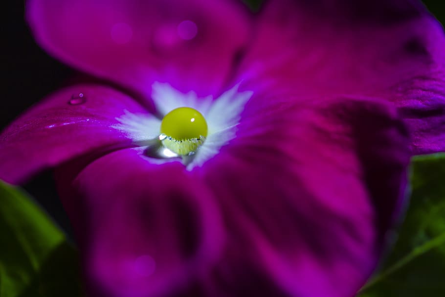 drop, crystallization, water, rose, drops, flowers, flowering plant HD wallpaper