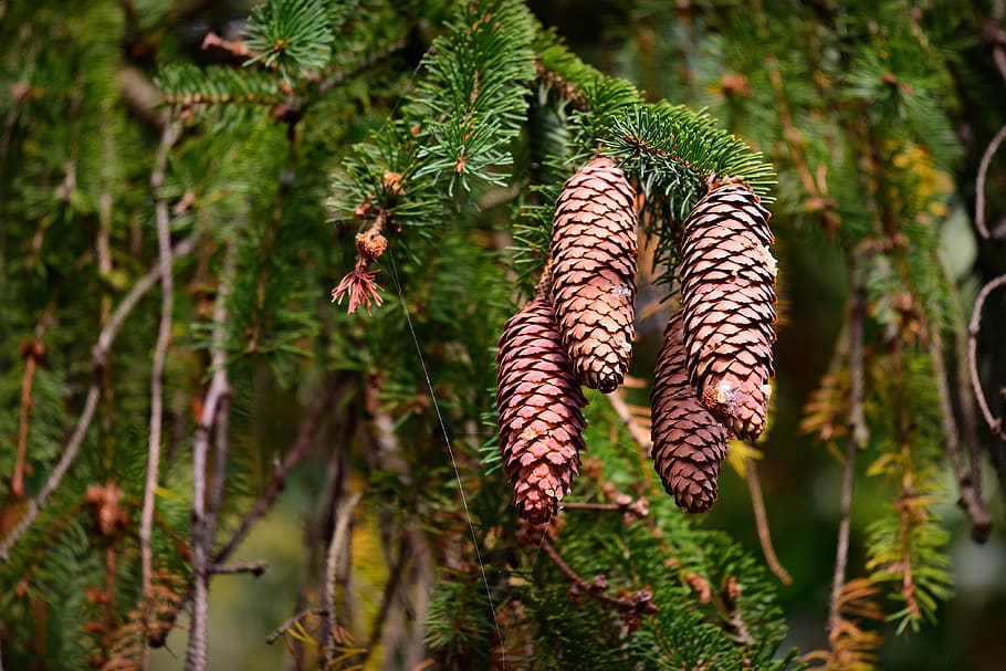 pine cone, pine tree, needle, conifer, autumn, fruit, plant HD wallpaper