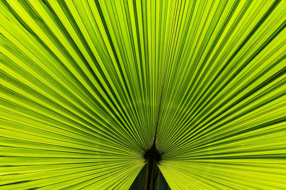 Close-up Photo of Large Green Leaf, bright, design, fresh, growth HD wallpaper