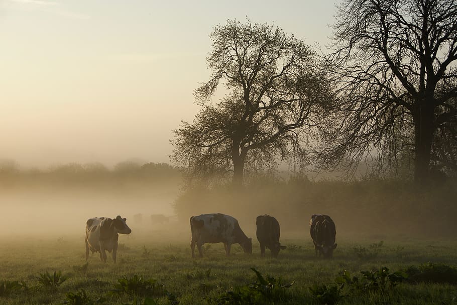 four brown cattles surrounded by fog, cow, animal, mammal, tree, HD wallpaper