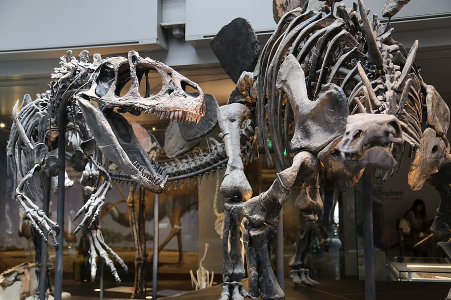 museum, skeleton, dinosaur, exhibit, exhibition, paleontology