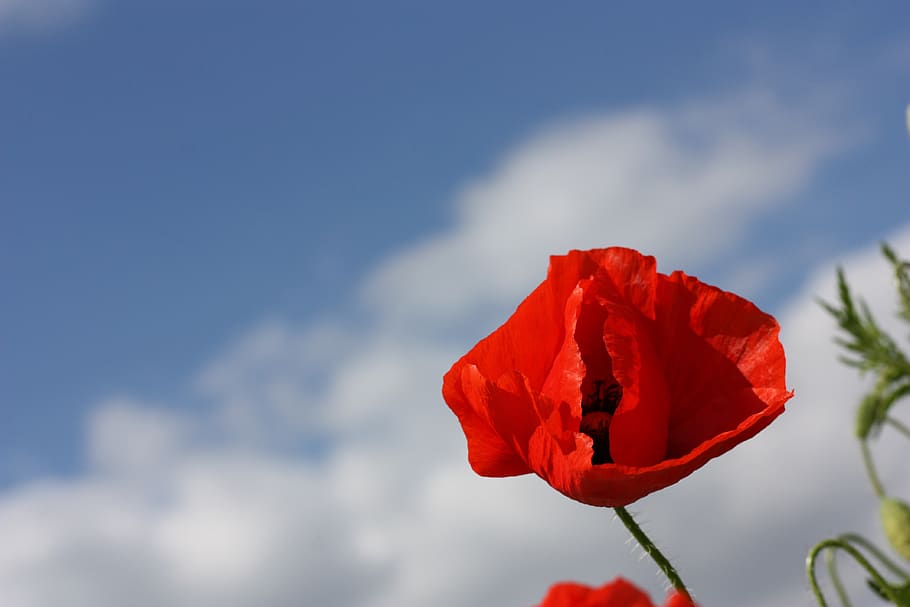 poppy, red, flower, spring, nature, flowers, garden, poppies HD wallpaper