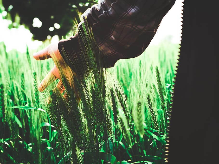Green Wheat, blur, bright, crops, daytime, field, hand, landscape HD wallpaper