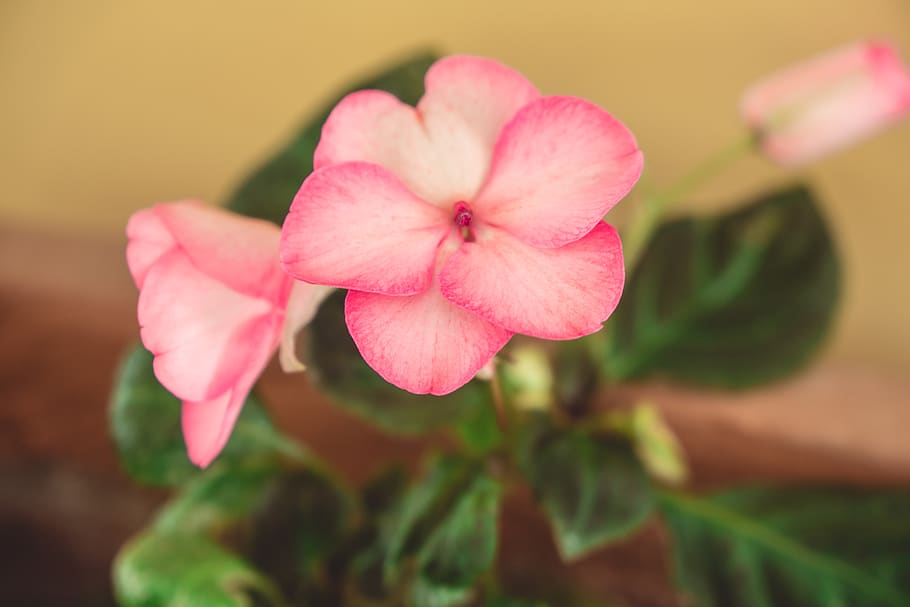 flower, pink, red, green, nature, wallpaper, background, floral HD wallpaper