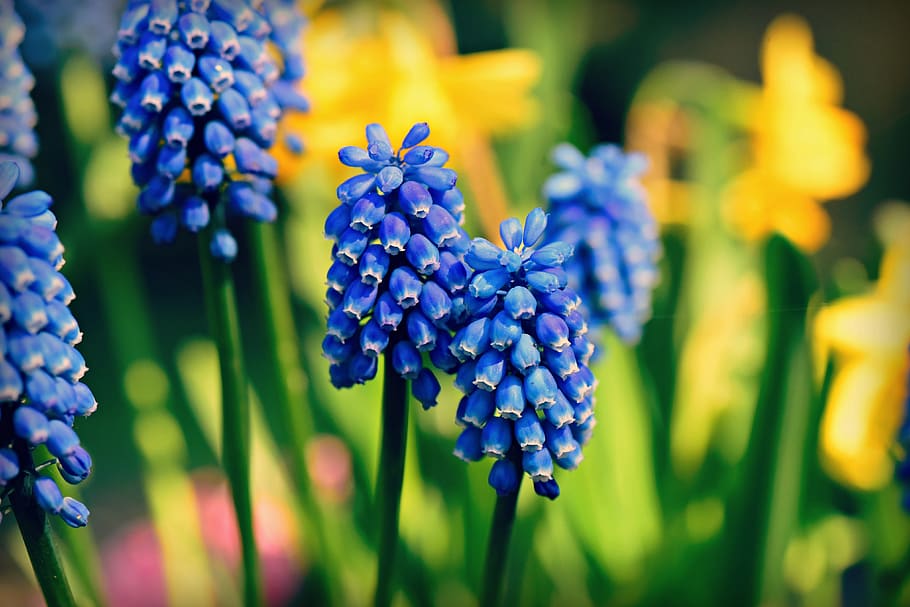 muscari, grape hyacinth, flower, plant, springtime, herald of spring, HD wallpaper