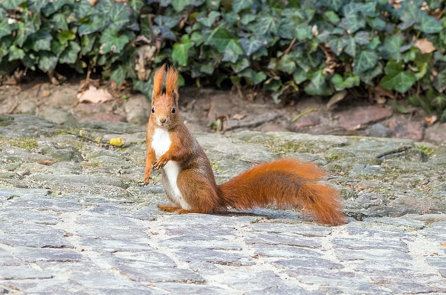 the squirrel, ruda, park, animal, kita, fluffy tail, royal bathroom HD wallpaper