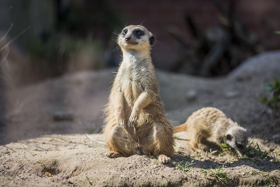 ferret animal, animal themes, mammal, meerkat, one animal, animals in the wild HD wallpaper