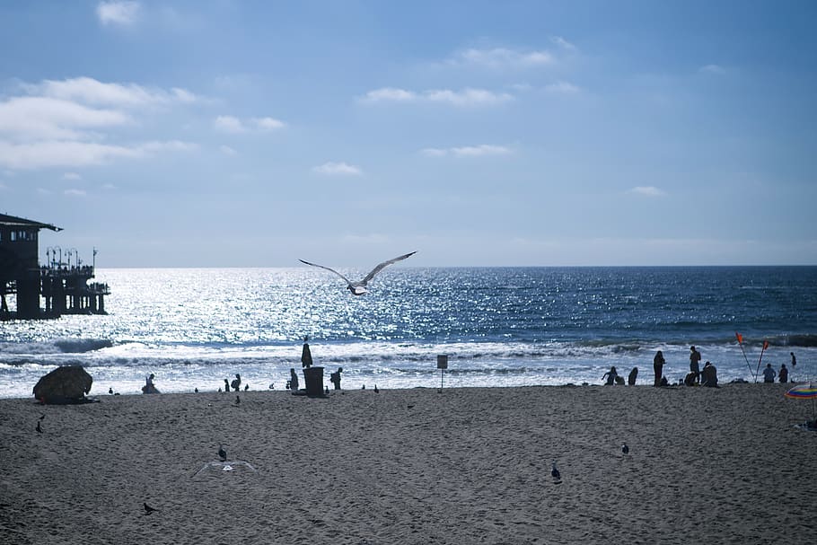 sea, landscape, sky, water, horizon over water, animals in the wild HD wallpaper