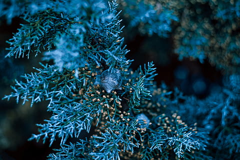 nature, forest, tree, juniper, evergreen, macro, background HD wallpaper