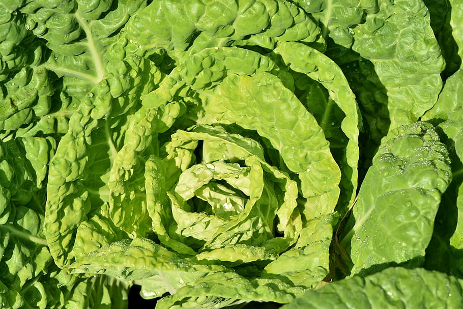 kohl, cabbage, vegetables, leaves, green, healthy, crop, food HD wallpaper