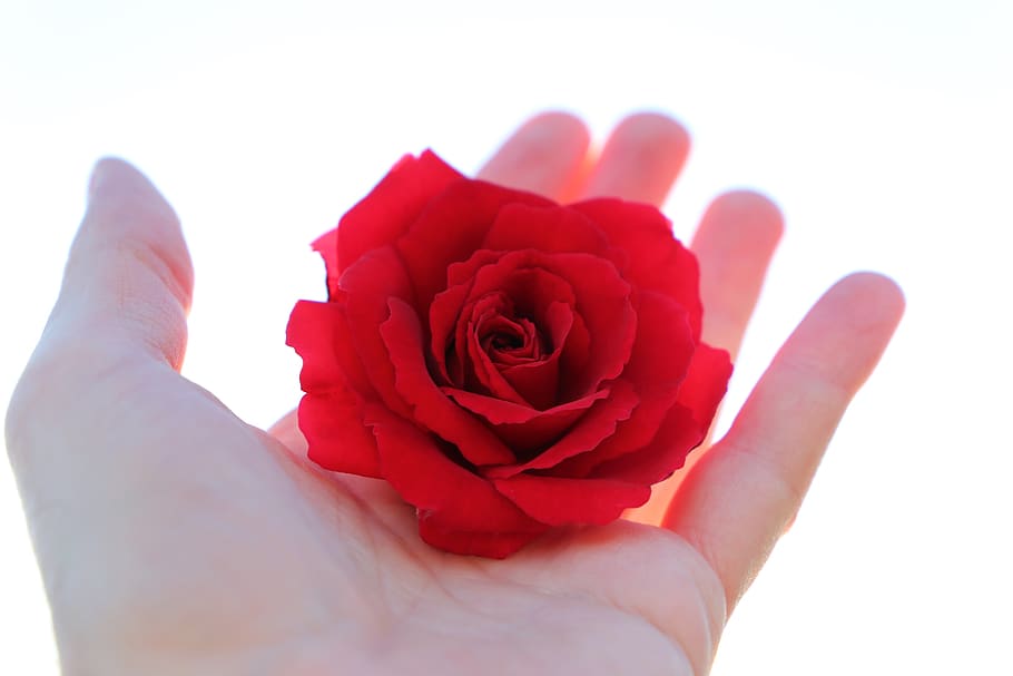 stop youth suicide, red rose in hand, with love, sun rays, longing for light, HD wallpaper